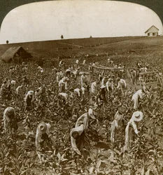 Tobaksmark, Montpeller, Jamaica, 1900.