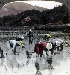 Transplantation af ris i en rismark, Japan, 1904.