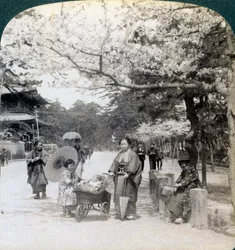 Under kirsebærblomsterne, ser nordøst langs hovedgaden i Shiba Park, Tokyo, Japan, 1904