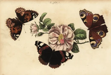 Tidselsommerfugl, Vanessa cardui 1, admiral, Vanessa atalanta 2, og dagpåfugleøje, Aglais io 3