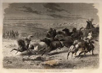 En rodeo i Lauramarca (Nedre Peru), fangst af vilde heste, før deres jernmærkning med initialerne af ejeren af regionen, betragtet som et komplet skue, samledes mange badauds. Gravering til illustration af rejsen i Quinquins dale