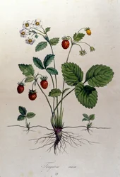 Et jordbærtræ og dets frugter: botanisk bord fra det 19. århundrede.