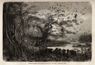 Overflod af vildt på bredden af Zambese. Indgravering til illustration af Dr. Livingstones første rejser til det sydlige Afrika fra 1840 til 1856, i "Le tour du monde, nouveau journal des voyages"" udgivet under ledelse af Edouard Charton