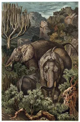 Afrikansk elefant (Loxodonta) - Afrikansk elefant (Loxodonta) - gravering fra "" Brehms Dyreliv"" af Alfred Edmund Brehm (1829-1884)
