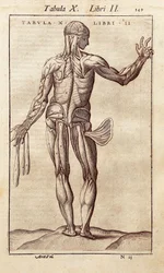 Anatomisk tavle, der repræsenterer en mand på ryggen. Indgravering i "" Anatomia Corporis Humani "" af Juan Valverde De Amusco (1525-1588). Barcelona. Biblioteca de Catalunya (Cataloniens Nationalbibliotek, Barcelona).