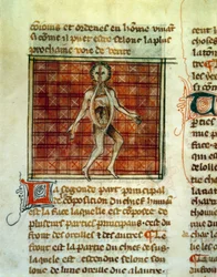 Den menneskelige krops anatomi. Miniature fra en medicinsk behandling af Henri de Mondeville eller Hermondaville (1260-1320), kirurg hos Philippe le Bel. Paris, B.N.