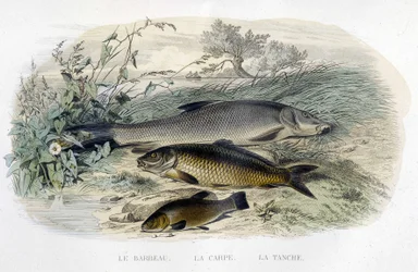 Barbel, karper og suder - i "" Histoire naturelle"" af Lacépède, T.II, red. Furne og Co., Paris