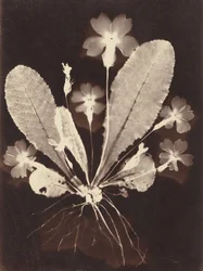 Botanisk fotogram