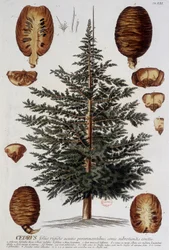 Botanisk tavle: Ceder. n.d. 19. århundrede.