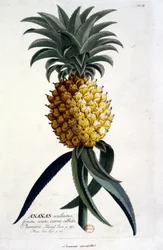 Botanisk bord: ananas. n.d. 19. århundrede.
