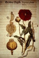 Botanisk tavle: valmue. D