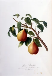 Botanisk tavle, der repræsenterer pera angelica. 1820 - 1822