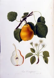 Botanisk bestyrelse, der repræsenterer pera campana. 1820 - 1822.