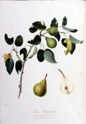 Botanisk bestyrelse, der repræsenterer pera campana. 1820 - 1822.