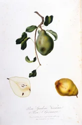 Botanisk tavle, der repræsenterer pera spadona. 1820 - 1822.