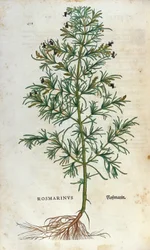 Botanisk tavle: rosmarin (rosmarinus). Herbarium of Lheonard Fuchs, "" Historia Stirpium"", Bale