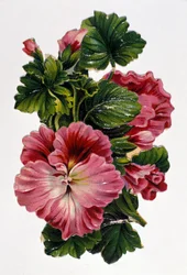 Buket blomster. 1800-tallets kromolitografi.