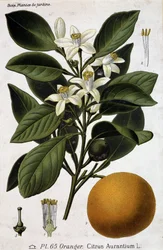 Gren, blomst og frugt af appelsintræ - botanisk bord