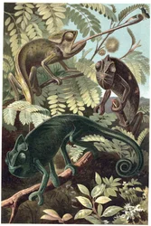 Cameleon - Kamæleoner eller kamæleoner (familien Chamaeleonidae) - indgravering fra "" Brehms Dyreliv"" af Alfred Edmund Brehm (1829-1884)