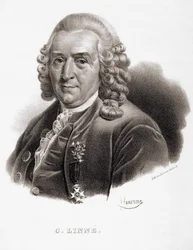 Carl Von Linné svensk naturforsker og forfatter (1707 - 1778).