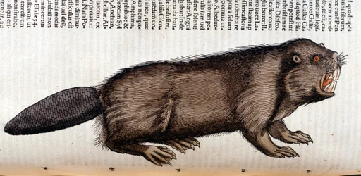 Beaver - i "Historia Animalium" af Conrad Gesner, Tiguri
