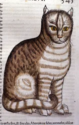 Kat efter Historia Animalium af Conrad Gesner, Tiguri 1560. Biblioteca Nazionale Braidense. Milano