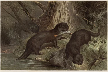 Chilensk odder - Den sydlige flododder, Lontra provocax - gravering fra "" Brehms dyreliv"" af Alfred Edmund Brehm (1829-1884)