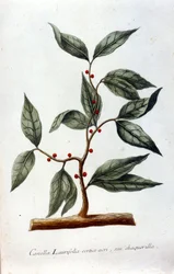 Kanel. 1800-tallets herbarium.