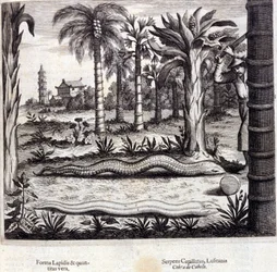 Cobra og giftig slange fra Indien. "De China Monumenta" af Athanasius Kircher (1601 - 1680), jesuit, orientalist og tysk lærd, Amsterdam 1667.