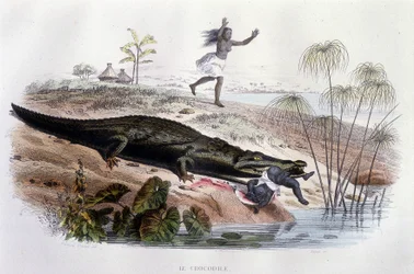 Krokodille fortærer et lille barn - i "Histoire Naturelle" af Lacépède, red. Veurne, Paris