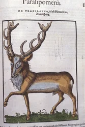 Hjort efter Historia animalium af Konrad Gesner, Tiguri