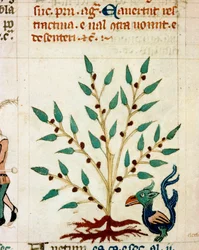 Beskrivelse af et fantastisk træ og dyr. Miniature fra et provencalsk manuskript af typen »Filosoffernes udsagn« (MS Palat. 586), 14. århundrede, Biblioteca Nazionale, Firenze