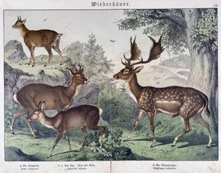 Diche, ruskind - i "" Natural historier of pattedyr", red. Schreiber