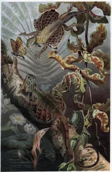Draco volans, variation af trælevende lezard - Draco (slægt) (flyvende drager) - gravering fra "" Brehms Dyreliv"" af Alfred Edmund Brehm (1829-1884)
