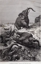 Elefanter, der klatrer på bredden af en flod, på grund af en ekspedition til Centralafrika bestilt af Sir Samuel White Baker, "Tour du monde"