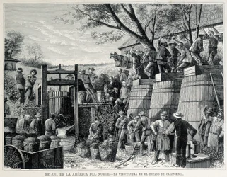Gravering fra 1876, der repræsenterer vindyrkning i Californien i det 19. århundrede.