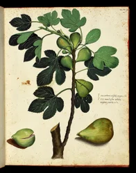 Figen og figengren Botanisk tavle taget fra en naturhistorievandring på frugt og grøntsager. Ulisse Aldrovandi fonds, Bibl. Universitaire, red. 1603.