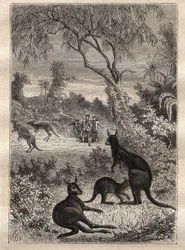 Første rejse (1768-1771) af kaptajn James Cook (1728-1779): sømændene opdager kænguruerne (Australien) - illustration taget fra "The Great Mariners of the 18th century"