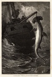 Fisker i en hammerskval, 7 meter lang, i farvandet nær Anastasia Island. Gravering for at illustrere historien fire måneder i Florida, af Achille Pousselgue i 1851-1852, udgivet i "" Le tour du monde"" 1870-1871, redigeret af Edouard Charton, Hachette edit