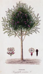 Girofus (Caryophyllus aromaticus)