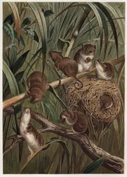 Høstrotte (eller dværgmus) - eurasisk høstmus (Micromys minutus) - gravering fra "" Brehms Dyreliv"" af Alfred Edmund Brehm (1829-1884)