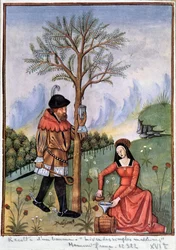 Høste en balsam - Bog med simple lægemidler