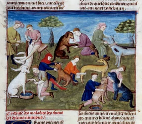 Hvordan man helbreder jagthunde for sygdomme og skader Miniature taget fra ""Jagtbogen""" af Gaston III Phoebus, greve af Foix, Lord of Bearn (1331-1391)