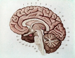 Menneskelig hjernesektion med cerebrale hemisfærer og cerebellum (gravering