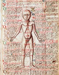 Menneskekroppen. Stik fra »Tractatus de pestilentia«, det 15. århundrede - Prag, Nationalbiblioteket