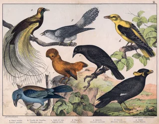Illustration til "Fuglenes naturhistorie", red. Hoepli, Milano