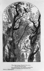 Illustration til "" Ode til en nattergal"" af digteren John Keats (1795-1821) 1800-tallet