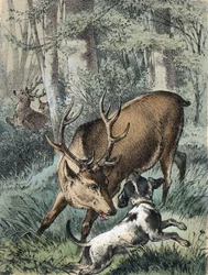 Illustration af Franz Hoffmanns fortællinger "" Fortællinger og fabler - "" De 2 hjorte"": den ene hjort løber væk og den anden kæmper med en hund. Kromolitografi af det 19. århundrede.