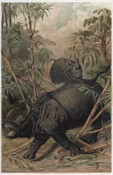 Indisk næsehorn - Det indiske næsehorn (Rhinoceros unicornis) - gravering fra "" Brehms Dyreliv"" af Alfred Edmund Brehm (1829-1884)