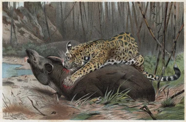 Jaguar (Panthera onca) - gravering fra "" Brehms Dyreliv"" af Alfred Edmund Brehm (1829-1884)